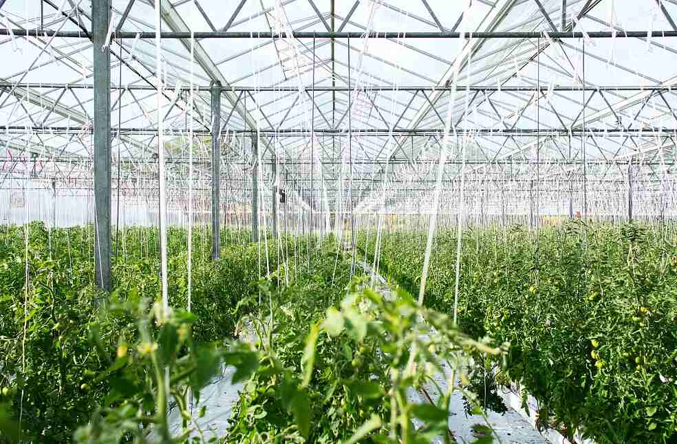RedSea brings awardwinning desert greenhouse facility to Abu Dhabi