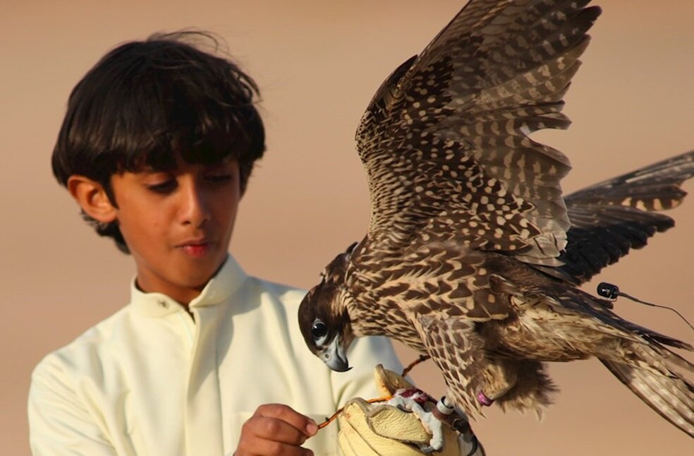 UAE marks World Falconry Day 3