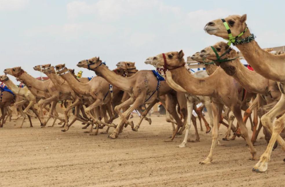 Al Ain Camel Racing Festival