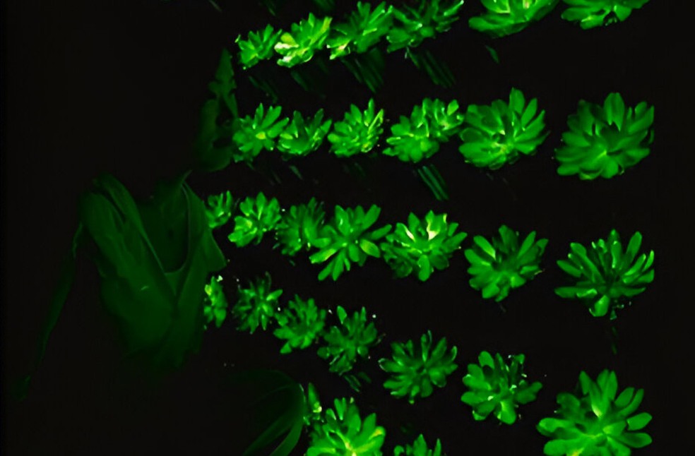 Innovative glow-in-the-dark succulents shine like lanterns - Emirati Times