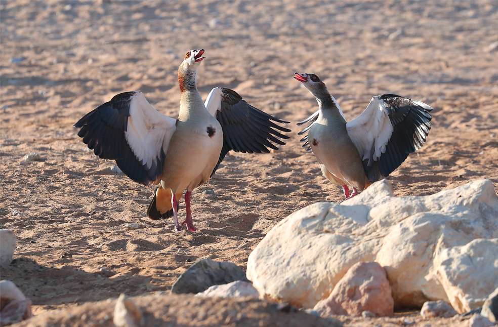 Al Ain Zoo joins WAZA; Earns 2nd global recognition in 2025