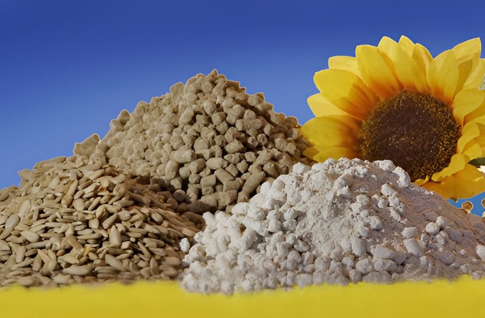 Close-up image of sunflower seeds, sunflower flour, and textured sunflower protein