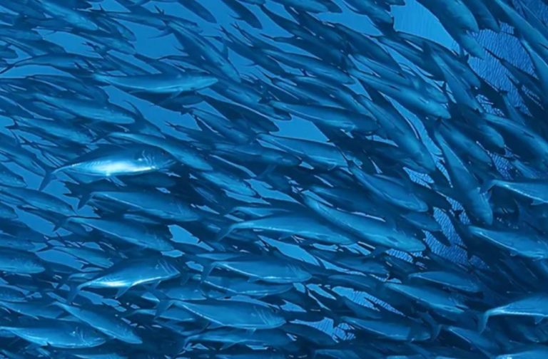 Abu Garcia Zata Spinning Reel - Super Smooth Fishing Machine For All Conditions