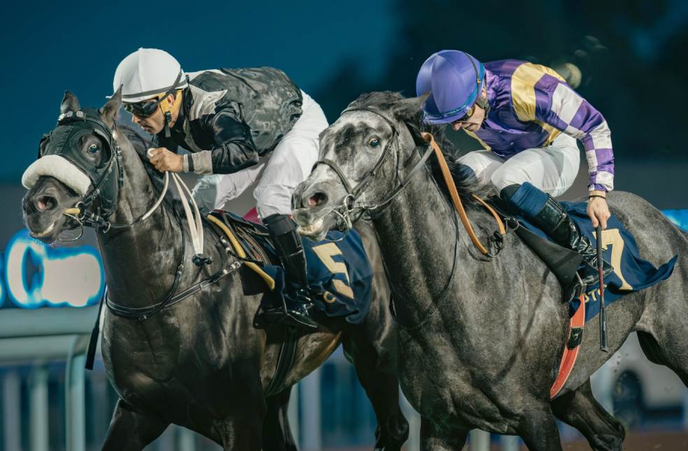 ADTC to host 33rd UAE President Cup for Purebred Arabian Horses