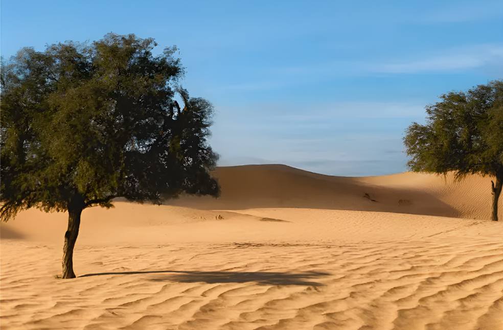 Ghaf tree study reveals new genetic insights for UAE conservation
