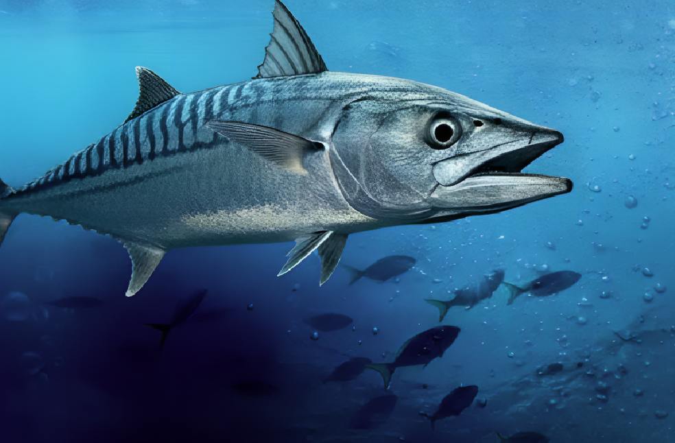 EAD research finds new kingfish spawning cycle in Abu Dhabi