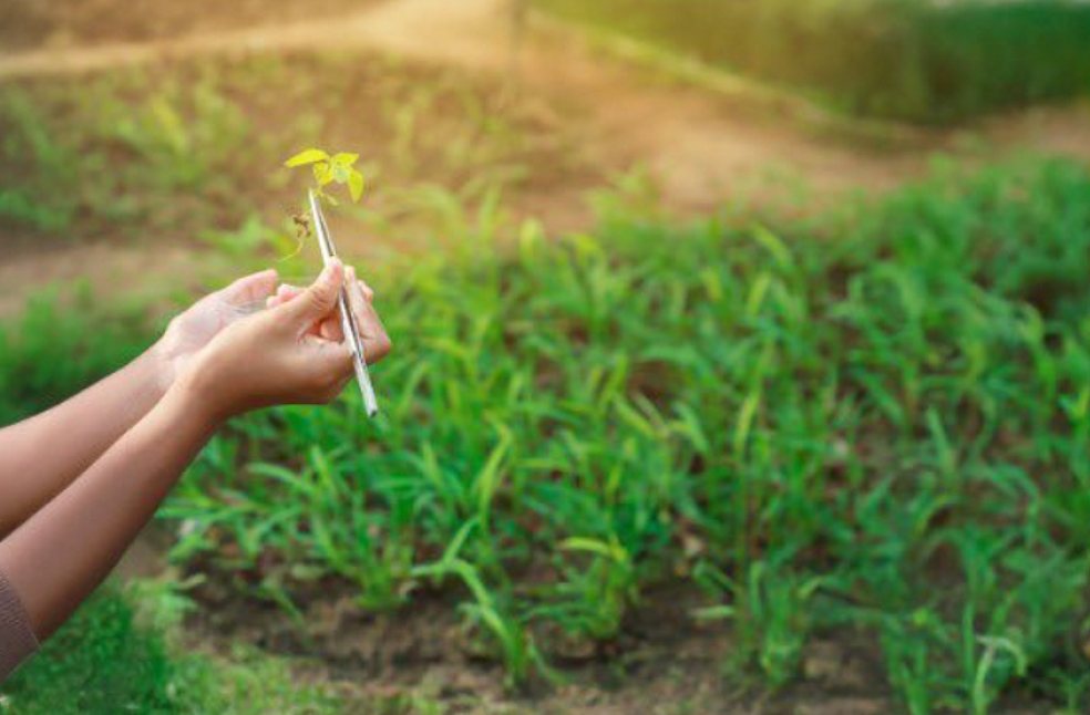 UAE strengthens laws protecting plants, animals, and trade