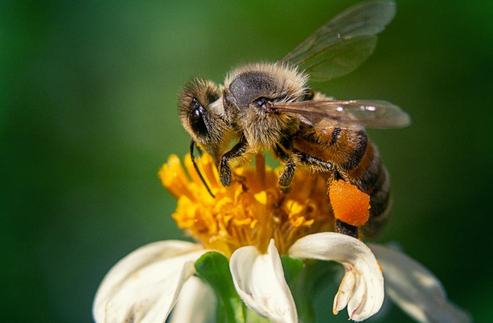 Extreme heat threatens honey bees and global food security