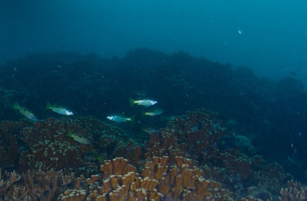 Abu Dhabi EAD launches ‘World’s Richest Seas’ initiative