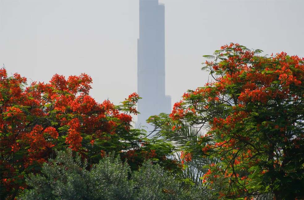 Sheikh Hamdan expands Flame Tree planting across Dubai