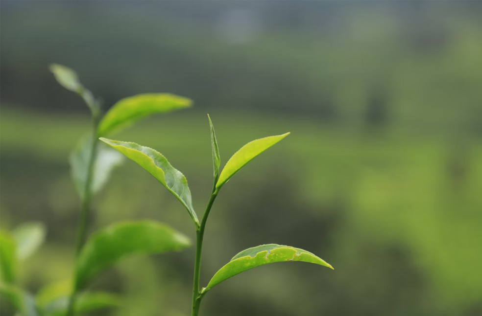 International Tea Day 2026 Highlights 5 000 year Legacy Emirati Times international-tea-day-2026-highlights-5-000-year-legacy-emirati-times