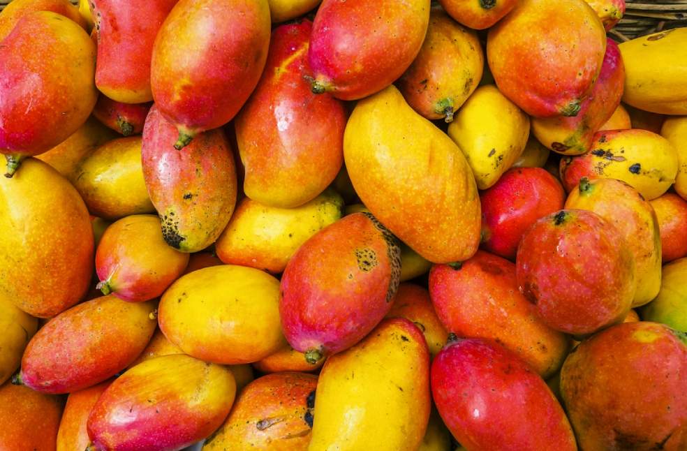 Mango Storage Temperature Scientists reveal best temperature to preserve mango freshness