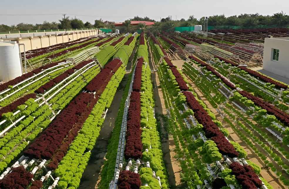 UAE expands national production and industrial resilience